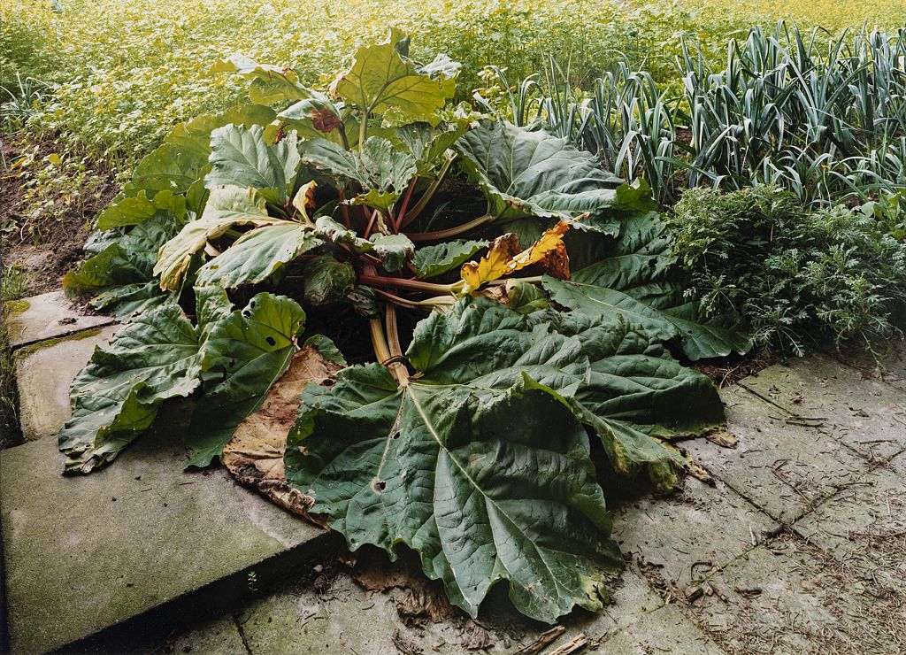 Landschaft und Gartenstücke