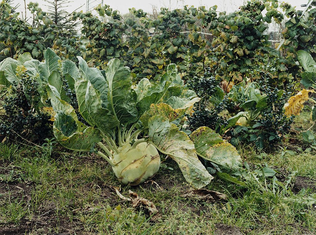 Landschaft und Gartenstücke