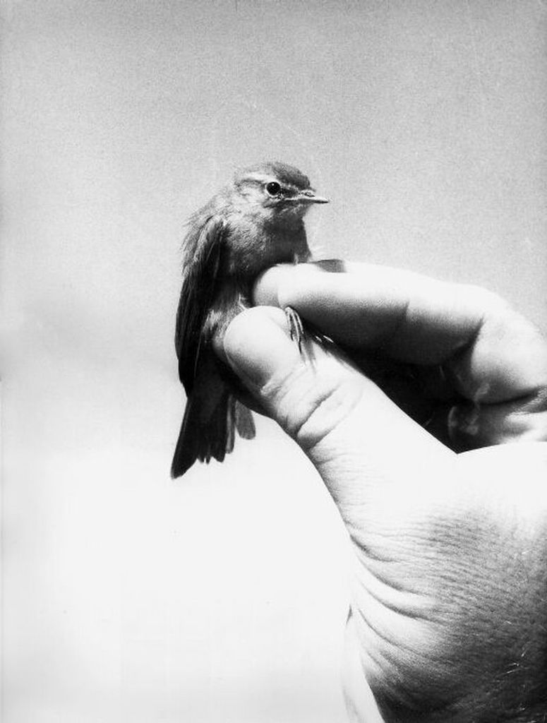 Vogel in der Hand