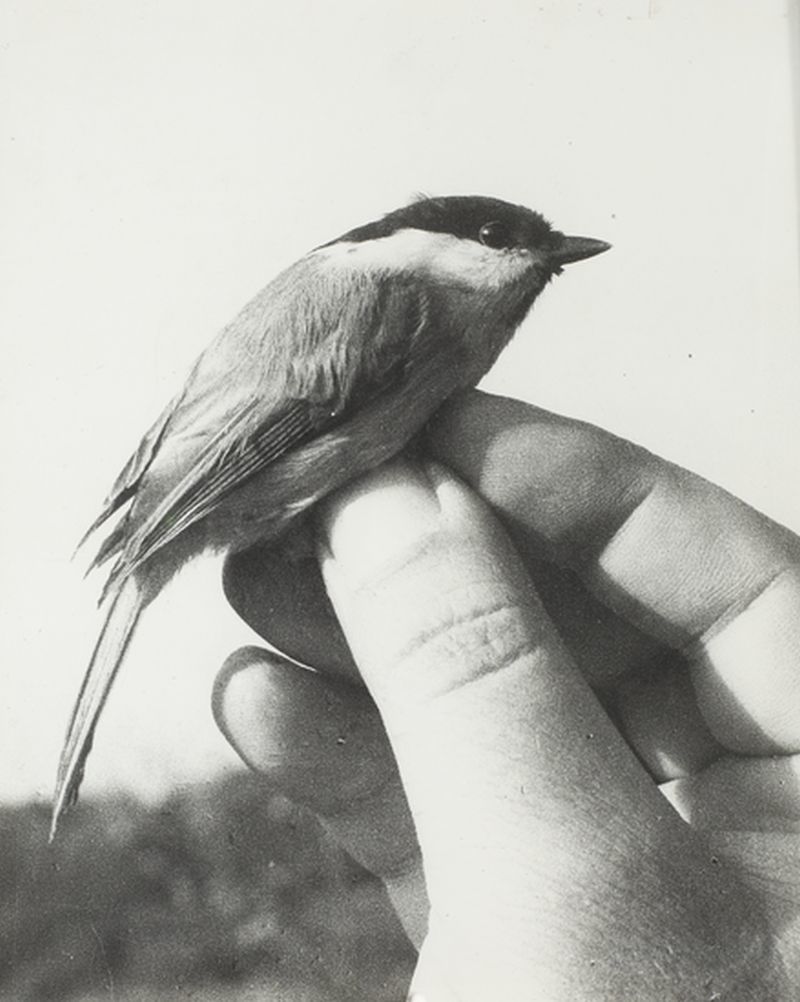 Vogel in der Hand