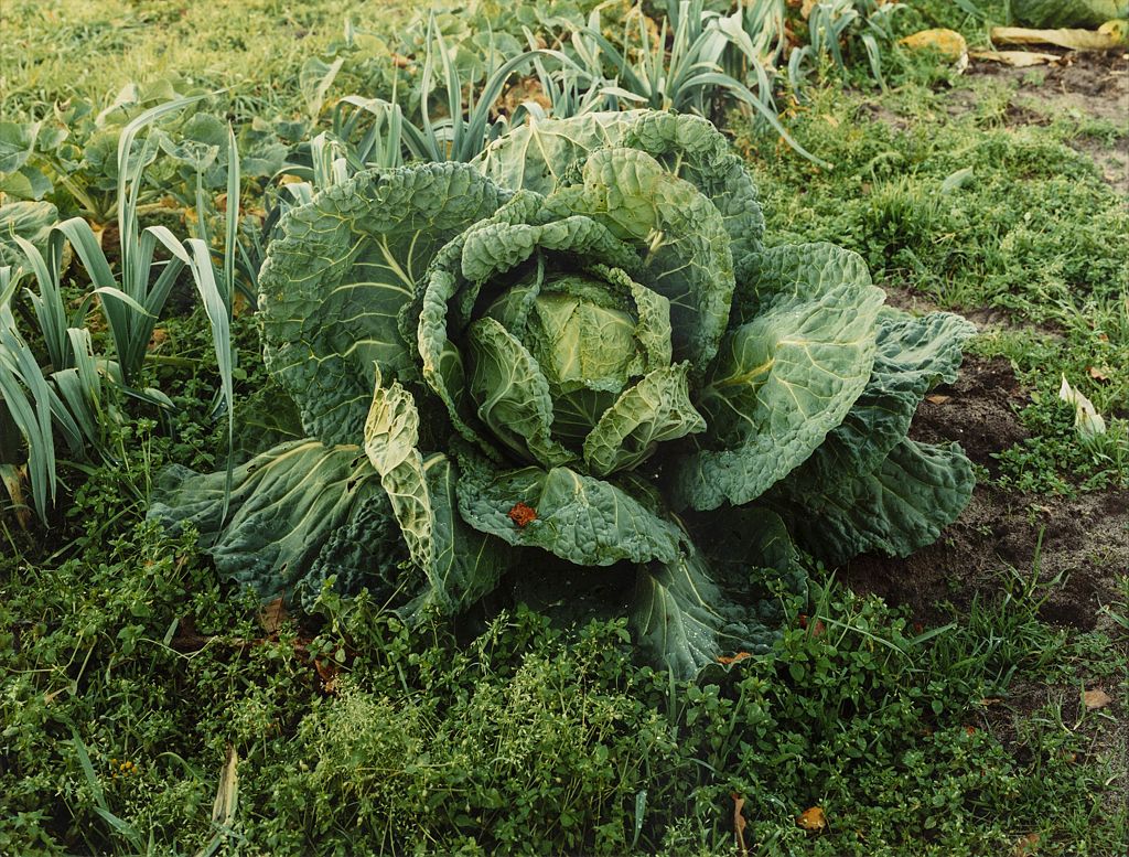 Landschaft und Gartenstücke